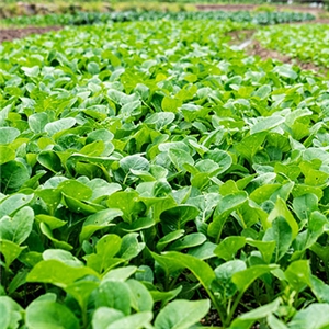 安徽祥泰种植合作社